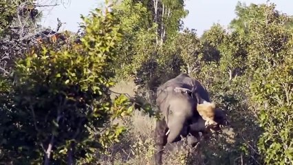Mother Elephant Attacks Lions