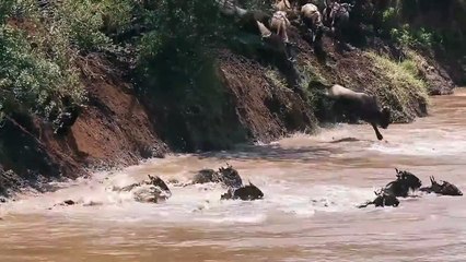Crocodiles Attack Wildebeest Mercilessly