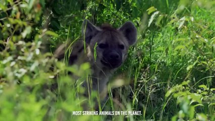 When The Black Mamba Bites The Hyena