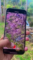 iPhone 14 pro max camera test