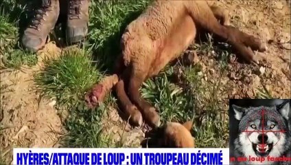 la moitié d'un troupeau décimé après une attaque de loup