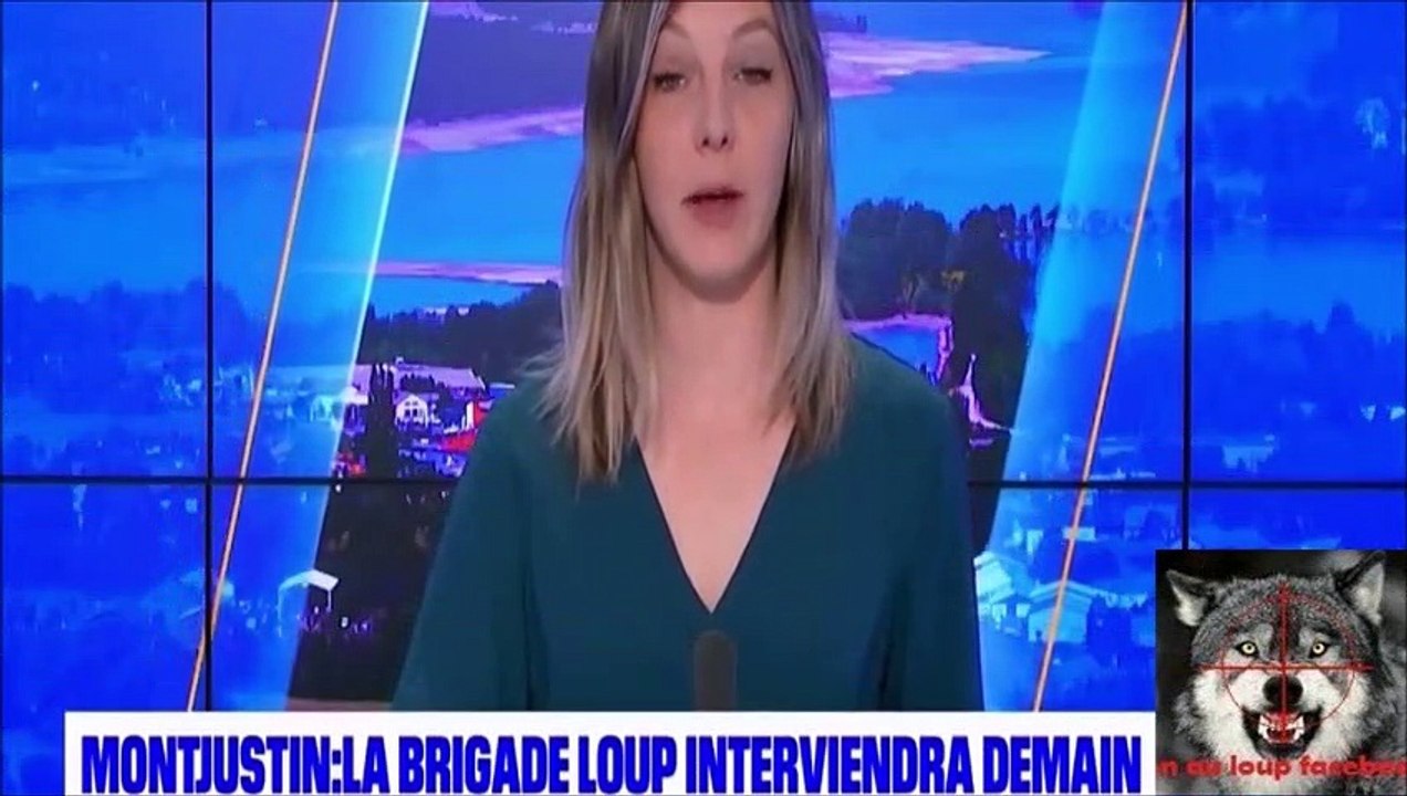 Attaque de loup à Montjustin la brigade loup interviendra lundi