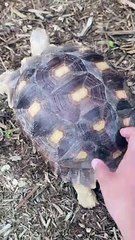 Agave the Tortoise Likes Booty Scritches