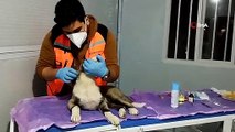 Deprem mağduru hayvanları gönüllü olarak tedavi ediyor