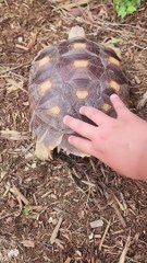 Agave the Tortoise Likes Booty Scritches