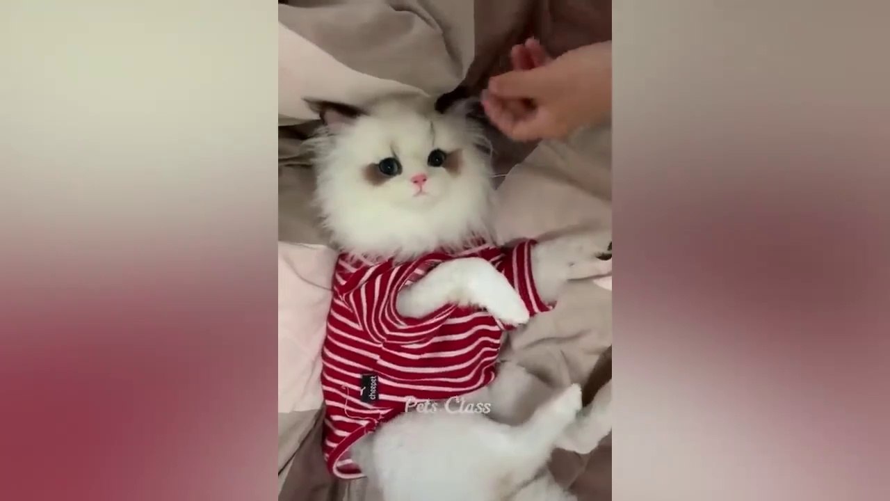 Funniest Animals 2023  Funny Dogs and Cats Videos  Part 2