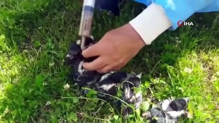 Saksağan yavruları emin ellerde