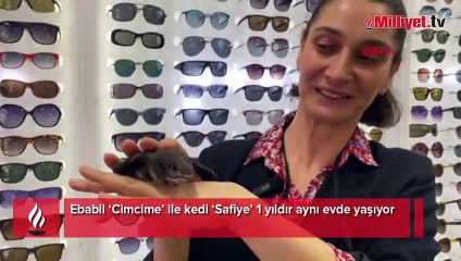 Ebabil ‘Cimcime’ ile kedi ‘Safiye’ 1 yıldır aynı evde yaşıyor