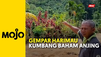 Penduduk kampung dikejutkan kehadiran harimau kumbang