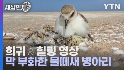 [세상만사] (희귀 영상) 알에서 막 깨어난 물떼새 병아리 / YTN
