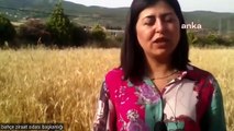 Deprem Bölgesindeki Çiftçiler Buğday Fiyatının Açıklanmasını Bekliyor