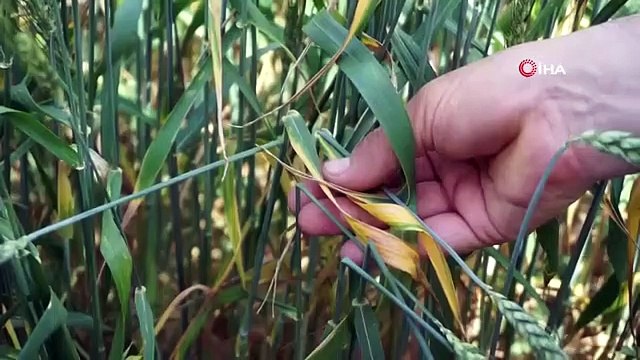 prof. Dr. Kaya： ＂Les producteurs gardent leurs champs sous contrôle contre les maladies＂