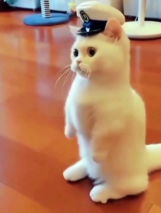 Cat's video funny