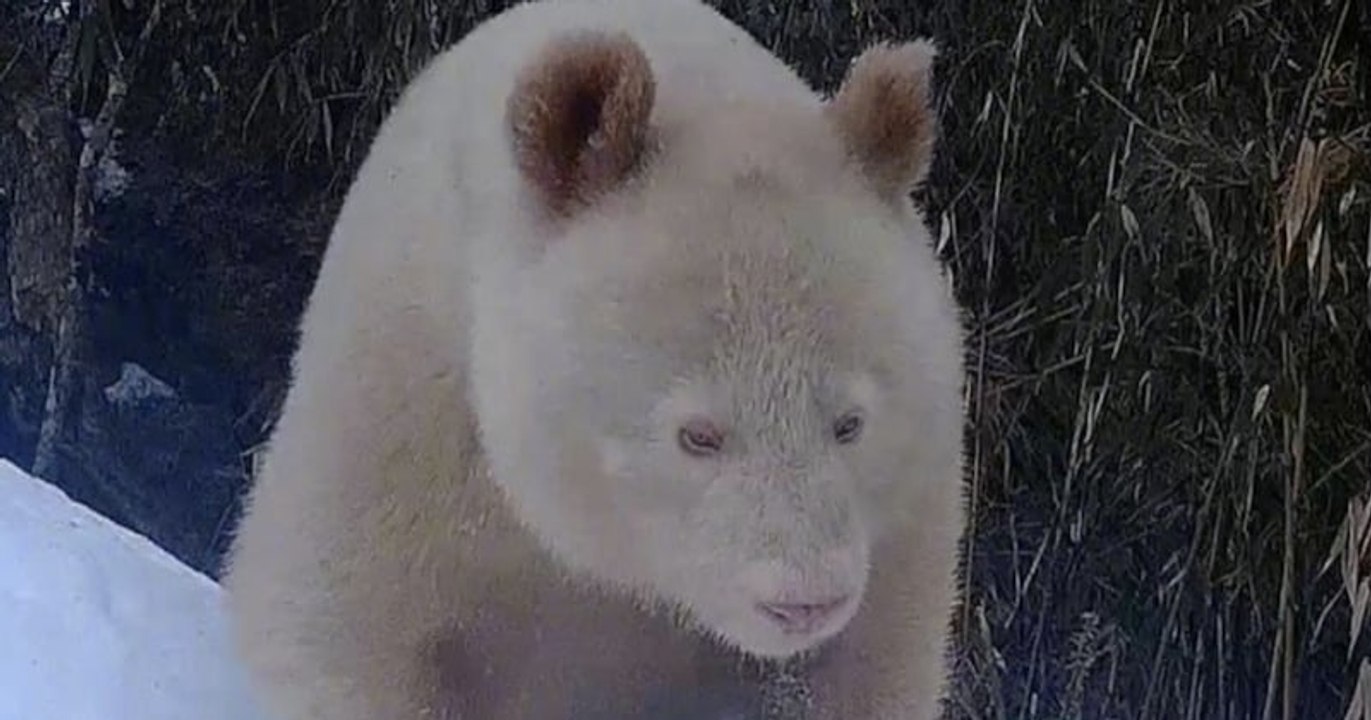 Un panda géant albinos a été filmé en Chine, le seul de son espèce