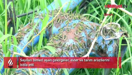 Çekirgeler köyü istila etti! ‘Kapımızı, penceremizi açamıyoruz’
