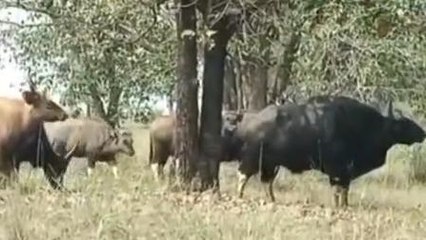 नर्मदापुरमः सतपुड़ा टाइगर रिजर्व में बढ़ी बायसनों की संख्या, देखें खबर