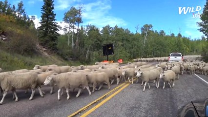 Highway Blocked By 2000 Sheep | Wild-ish TV