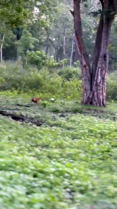 Watch : செந்நாயை துரத்திய புலி! புலியை விரட்டிய யானை! முதுமலையில் வைரல் வீடியோ!