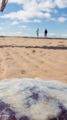 CAM - Pourquoi y a-t-il autant de méduses échouées sur la côte Atlantique ?