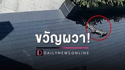 ชาวบ้านขวัญผวา! ‘จระเข้’ ตกจากฟากฟ้า ร่วงใส่หลังคา   | HOTSHOT เดลินิวส์ 05/06/66