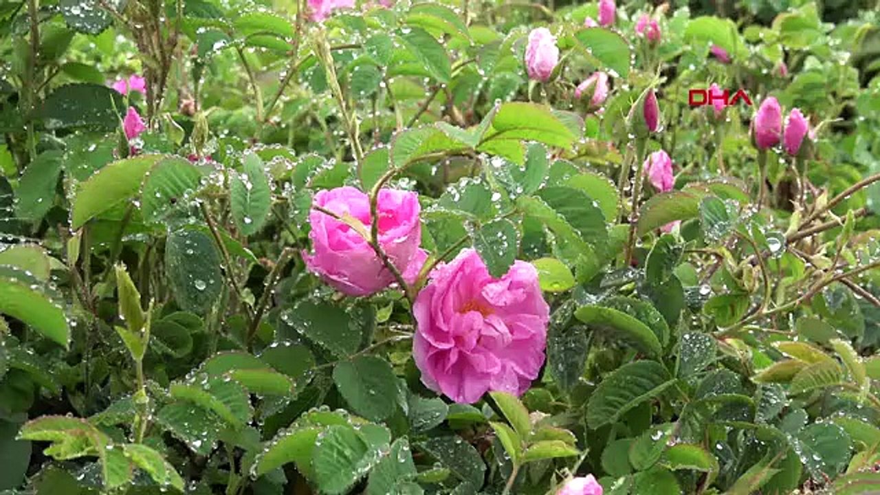 La saison des roses retardée d'un mois à Isparta en raison des précipitations