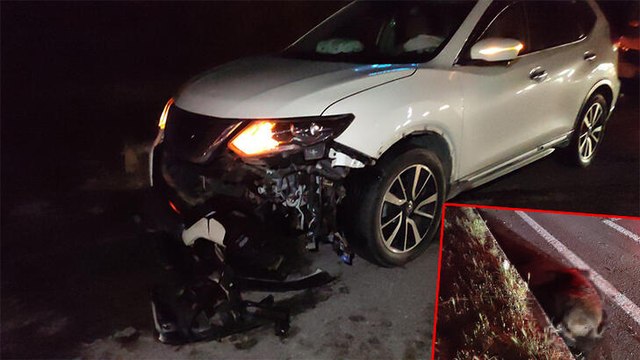 Kara yoluna çıkan domuz sürüsüne 4 araç çarptı