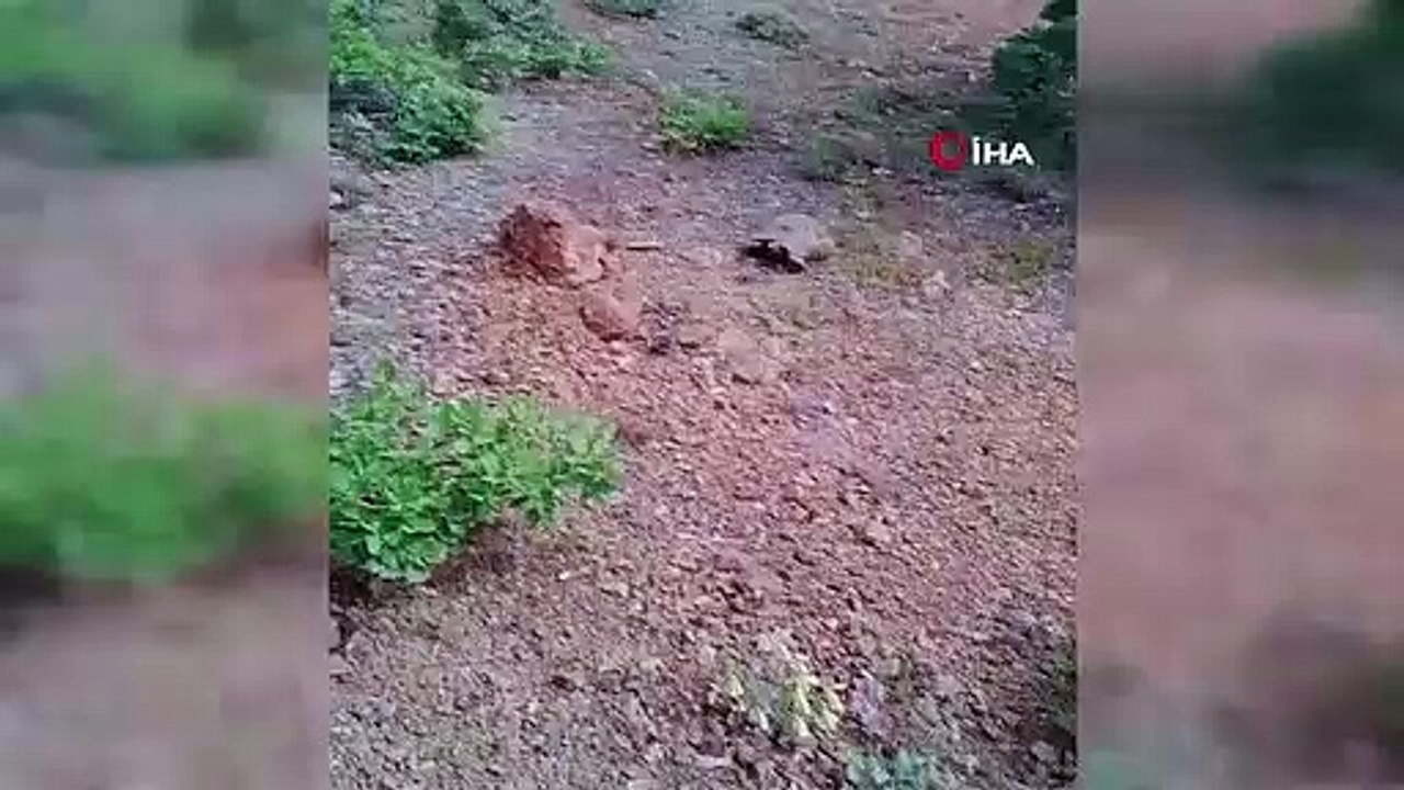 Elazığlı Vatandaşın Kaplumbağa ile Gülümseten Sohbeti
