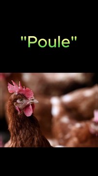 Un diplome permis poule ! (Insolite)
