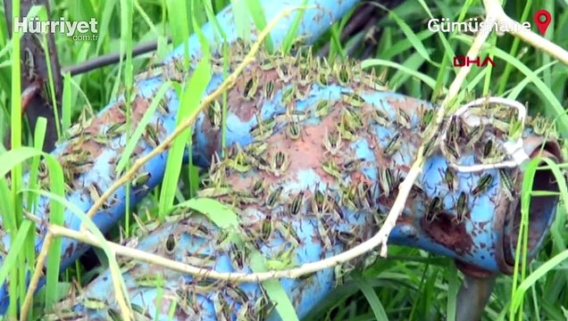 Çekirgeler köyü istila etti