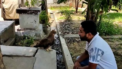 पशु पक्षी भी समझते हैं प्रेम की भाषा, रेस्क्यू कर  बाज़ को छोड़ा जंगल में