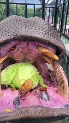 Food Frenzy Hippos' Delightful Encounter with Abundant Feasts (2)