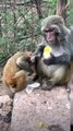Selfish Sweets Watch in Amazement as a Monkey Refuses to Share a Cake, Even with Its Baby