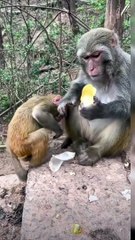 Selfish Sweets Watch in Amazement as a Monkey Refuses to Share a Cake, Even with Its Baby