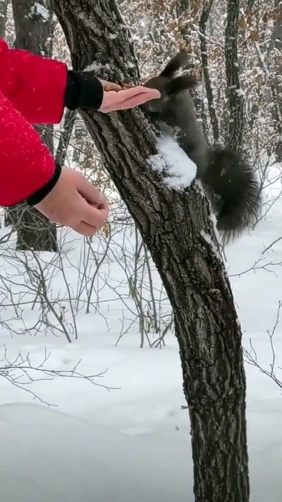 Winter Wonderland Bond Pet Black Squirrel and Owner Delight in Icy Adventures