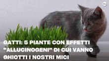 Gatti: 5 piante con effetti "allucinogeni" di cui vanno ghiotti i nostri mici