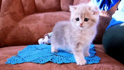 Playful Tiny Kitten Amelia  Sweetheart. British Shorthair