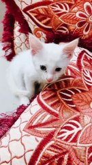 Persian Kitten Double Coated with Blue Eyes ❤️