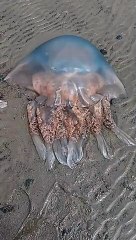 Giant jellyfish found washed up on Morecambe beach