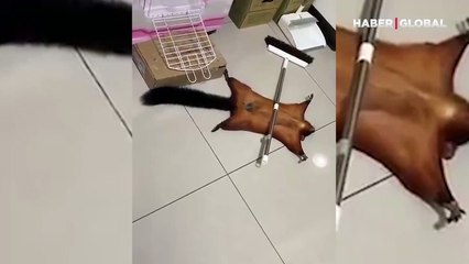 Uçan sincabın yaralı taklidi yaptığı o anlar kahkahaya boğdu