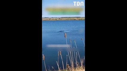 Un berger allemand sauve un agneau en train de se noyer