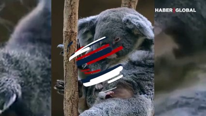 Kesesinden çıkan bebek koalanın görüntülerine beğeni yağdı