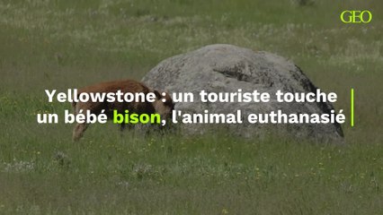 Un touriste touche un bébé bison dans le Yellowstone, l’animal euthanasié