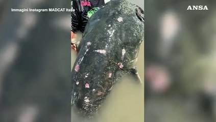 Cattura e rilascia nel Po un pesce siluro da record di quasi 3 metri. Alessandro Biancardi lo cercava da 23 anni