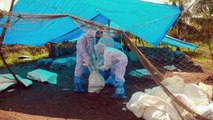 Especialistas alertam para vírus de gripe aviária de rápida evolução