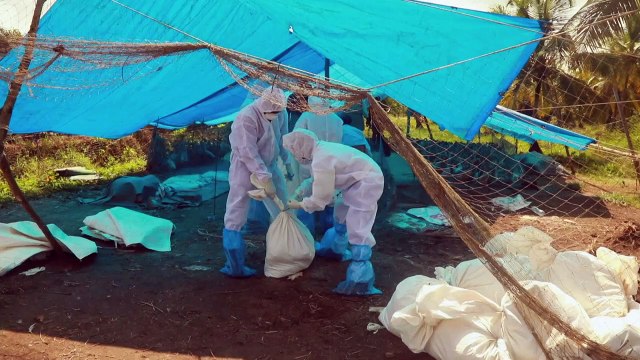 Especialistas alertam para vírus de gripe aviária de rápida evolução