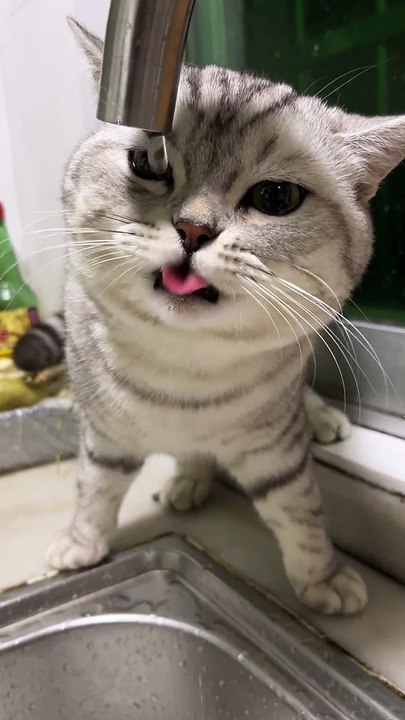 Cat Drinking Water | Cat Funny Moments |Animals Funny Moments | Cute Pets | Funny Animals #animals