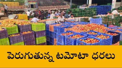 తంబళ్లపల్లె: పెరుగుతున్న టమోటా ధరలు