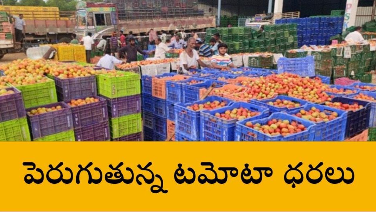 తంబళ్లపల్లె: పెరుగుతున్న టమోటా ధరలు