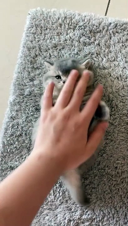 Funny cats video