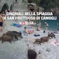 Cinghiali in Liguria scendono in spiaggia con i turisti